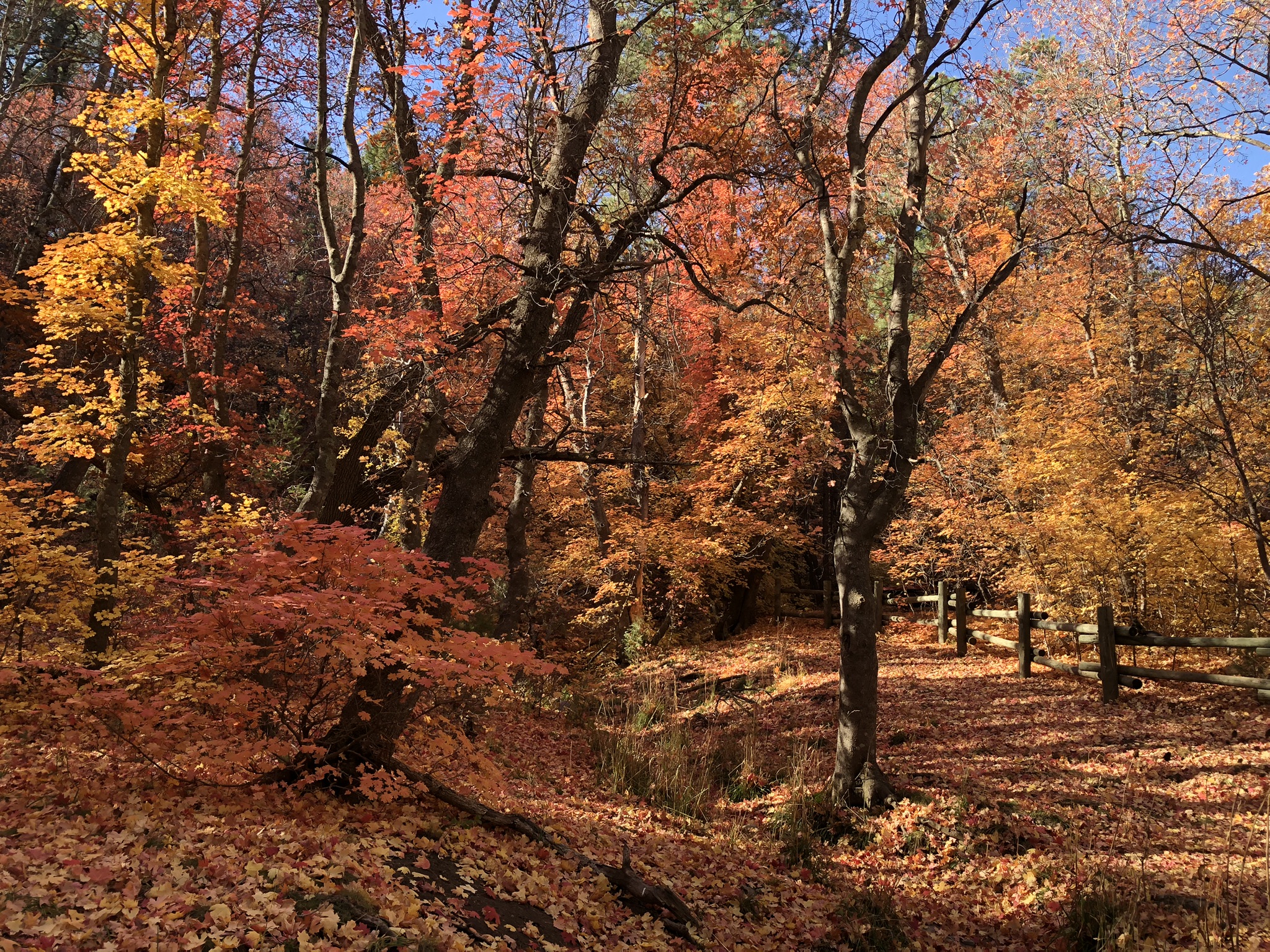Autumn Trees