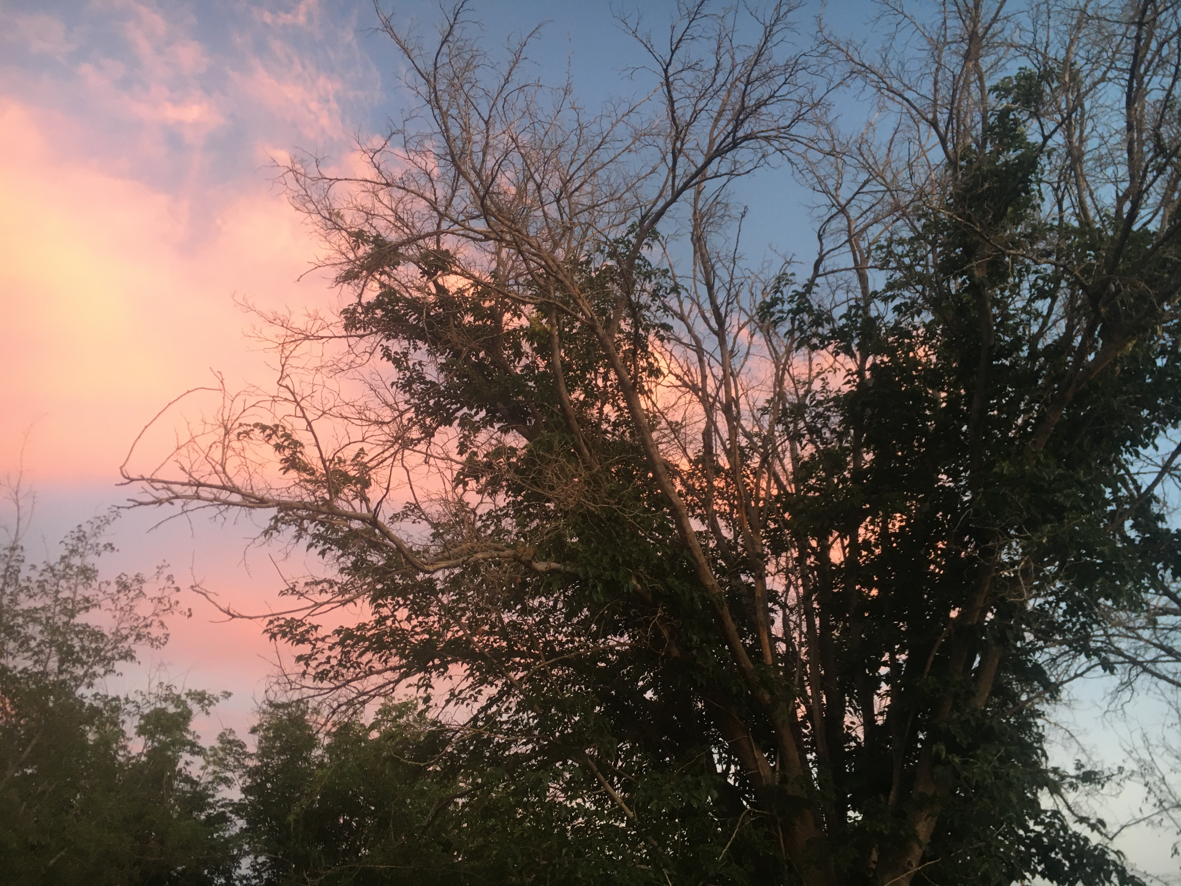Tree sunset