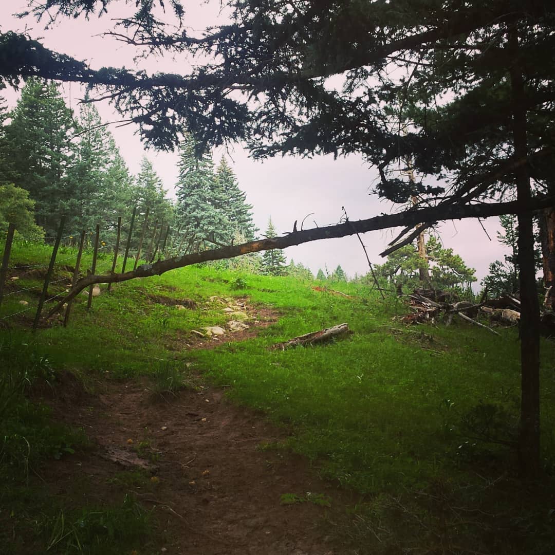 Woods